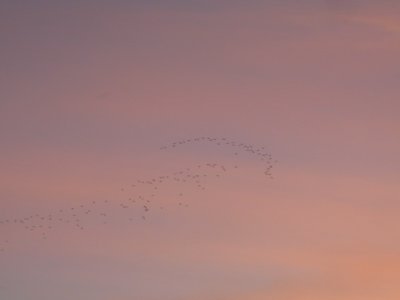 24 december Birds in the sky