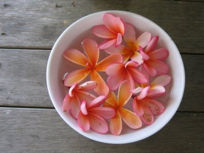 23 january Frangipani blossoms in a bowl