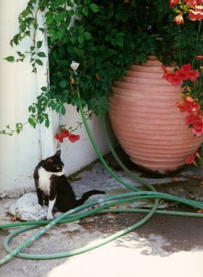 cat in Rethymnon
