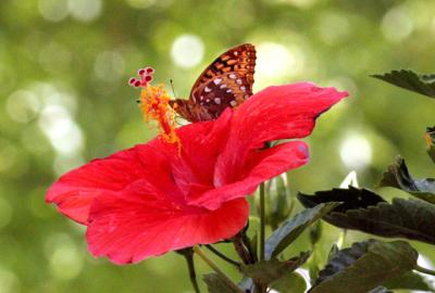 butterfly.jpg