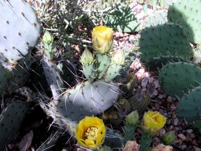 cactus.jpg