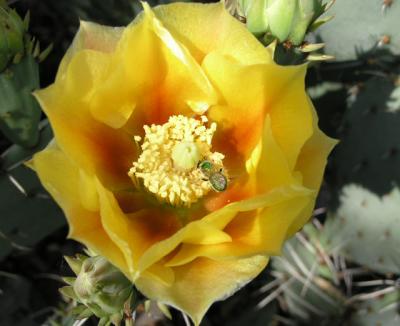 cactusflower.jpg