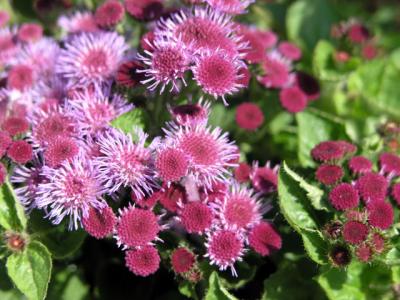 flowers2.jpg