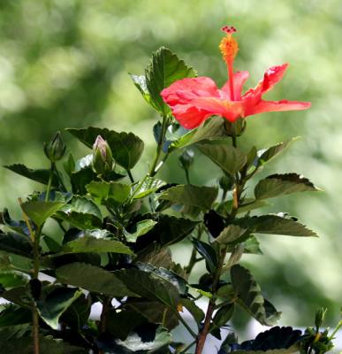 hibiscus.jpg