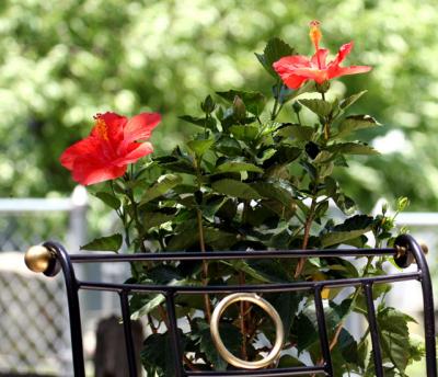 hibiscus2.jpg