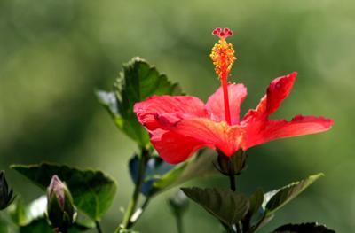 hibiscus3.jpg