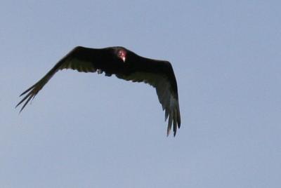 turkeyvulture.jpg