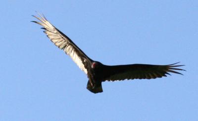 turkeyvulture3.jpg