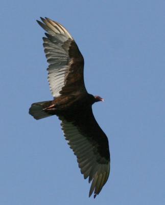 turkeyvulture4.jpg