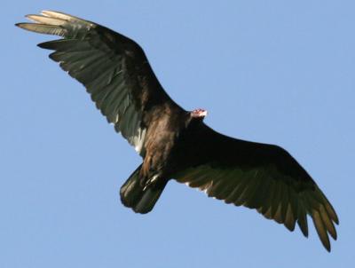 turkeyvulture5.jpg