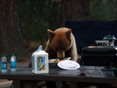 Grizzly bear joining us for dinner