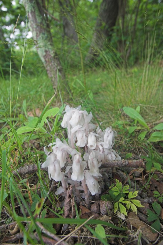 indian peace pipes1.jpg