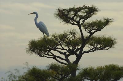 bird in a tree