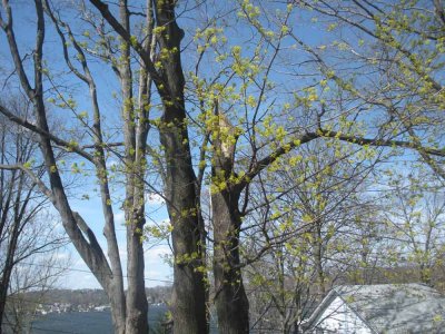 TREE VS BOAT, SUV AND 2 KAYAKS