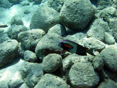 g4/22/636922/3/61191965.orangebandsurgeonfish1.jpg