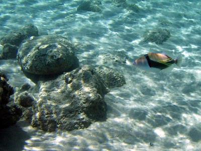 g4/22/636922/3/61192357.reeftriggerfish1.jpg