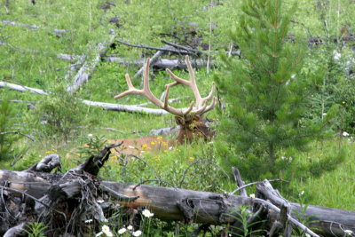 Elk 1.jpg