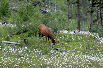 elk 2.jpg
