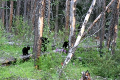 the same 3 bears.jpg