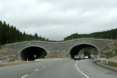 wildlife only bridge.jpg