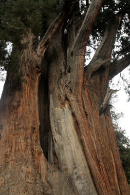 Close look of the Sacred Tree.jpg