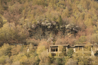 alpine rhododendron.jpg