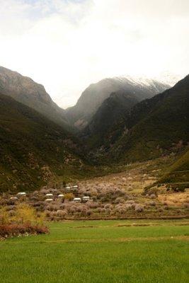 Village surrounded by Peach Flower.jpg