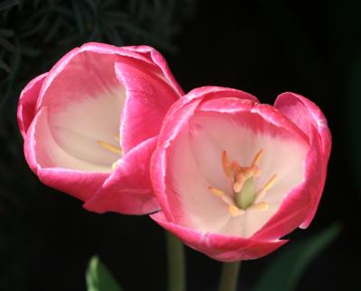 Tulips 089.jpg
