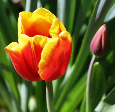 Tulips 097.jpg