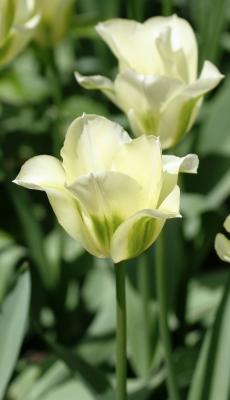 Tulips 187.jpg