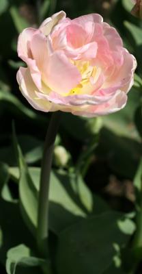 Tulips 202.jpg