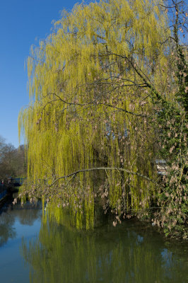 Willow on the Oxford Canal