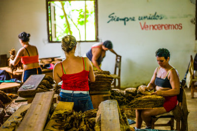 Sorting Tobacco