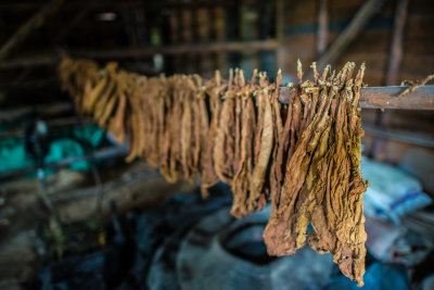 Drying Tobacco