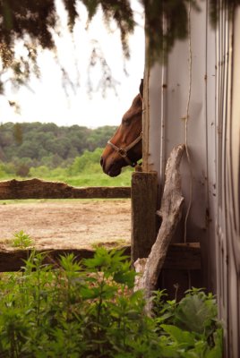 Kleinburg Farm_Look See.jpg