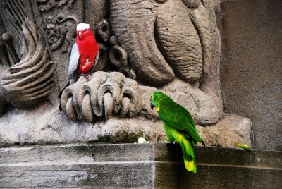 tropical Ottawa_Canada Day 2011.jpg