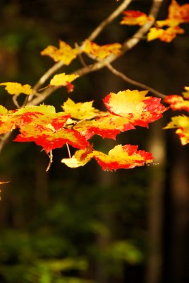 Fall Elegance_NB October 2011 .jpg
