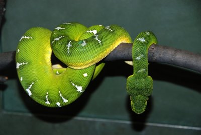 Snake.jpg