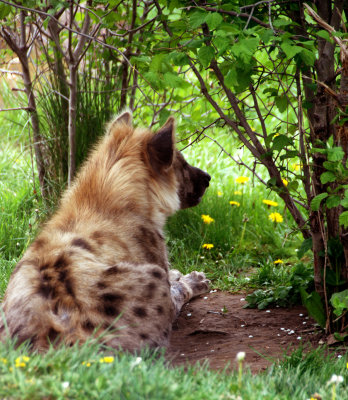 Hyena A Barrel of Laughs.jpg