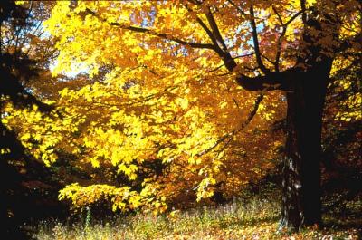 Autumn Tree 2.jpg