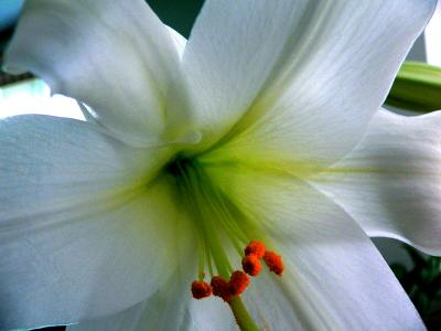 Easter Lily_2006.jpg
