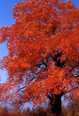 Autumn Tree 3.jpg