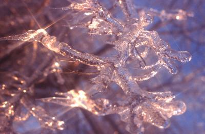 TREE ICE copy.jpg