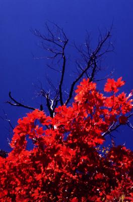 3D Red Tree copy.jpg