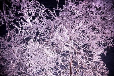 Snow Tree.jpg
