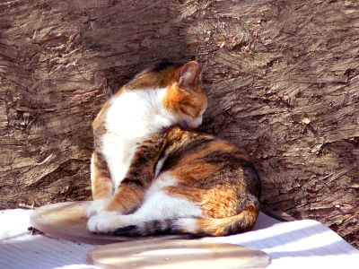 Wild Parliament Cat.jpg