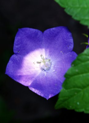 Flower_Blue_ 2006.jpg