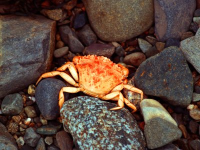 Crab Stuck 2006.jpg