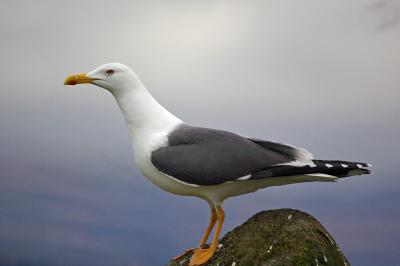 Inchcolm Island Gull