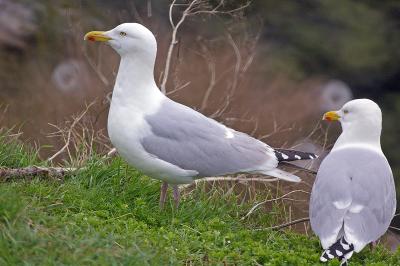 Inchcolm Island Gulls